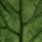 Natura