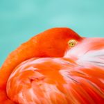 Wildlife